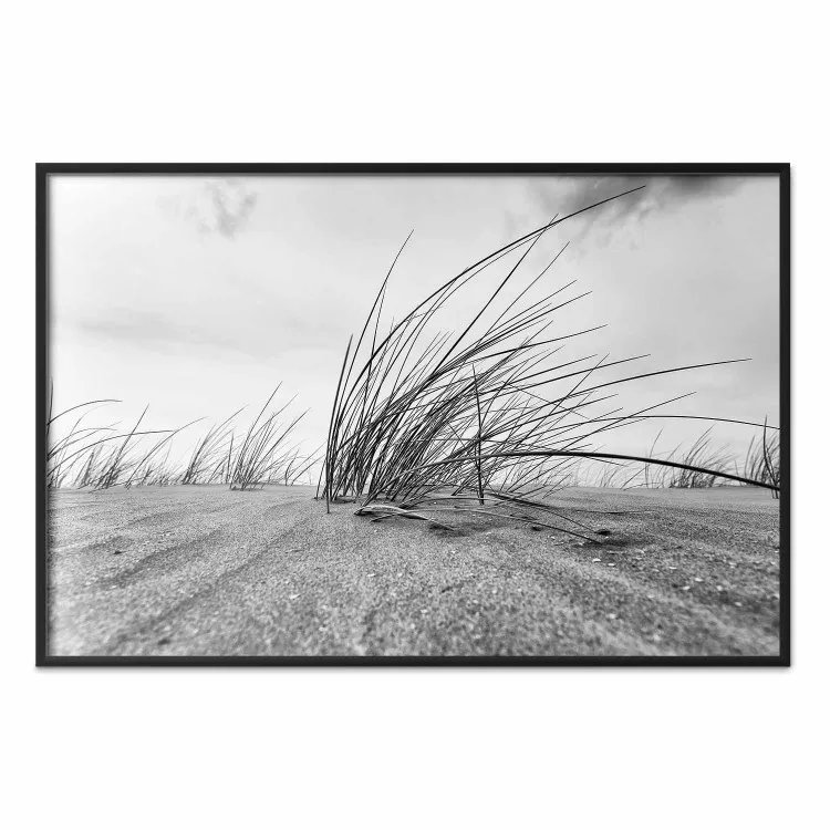 Canna da mare - vegetazione sabbia in B/N