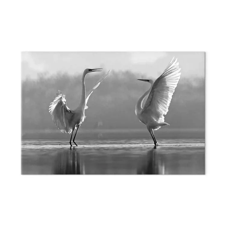 Danza uccelli amore (1 pezzo) - cigni riflessi acqua