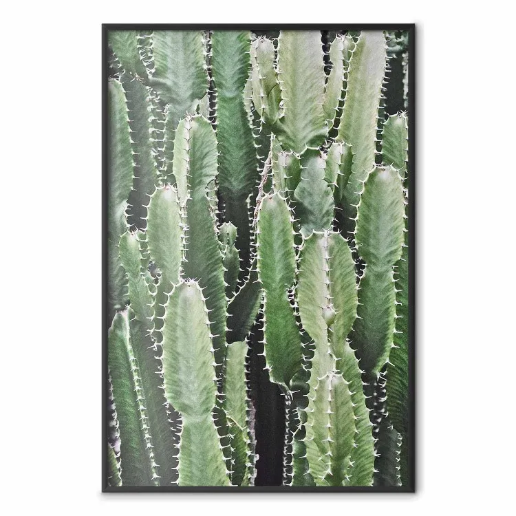 Giardino di cactus - composizione di piante spinose verdi