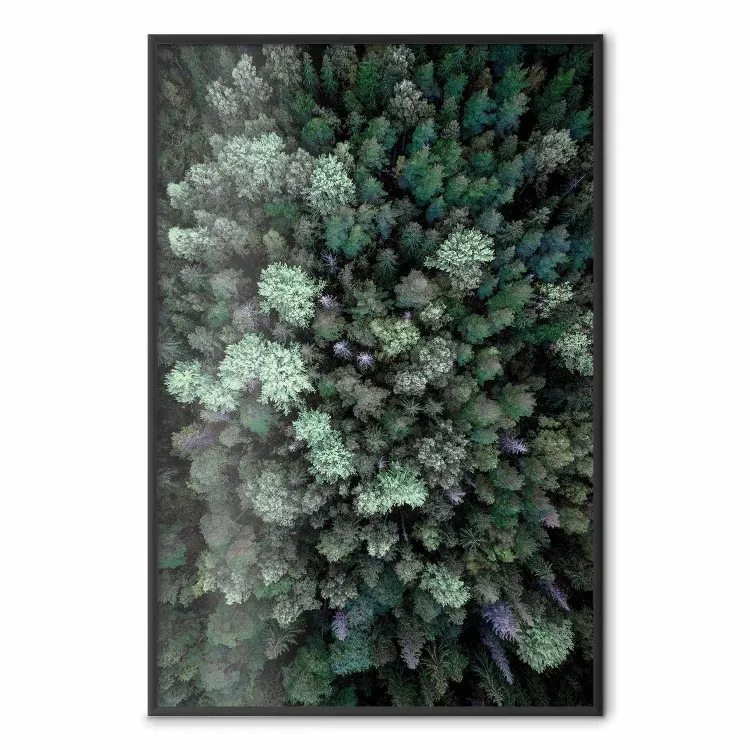 Volo sopra la foresta - composizione con conifere viste dall'alto