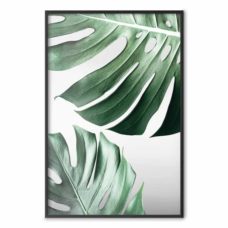 Foglie di Monstera - composizione di piante tropicali