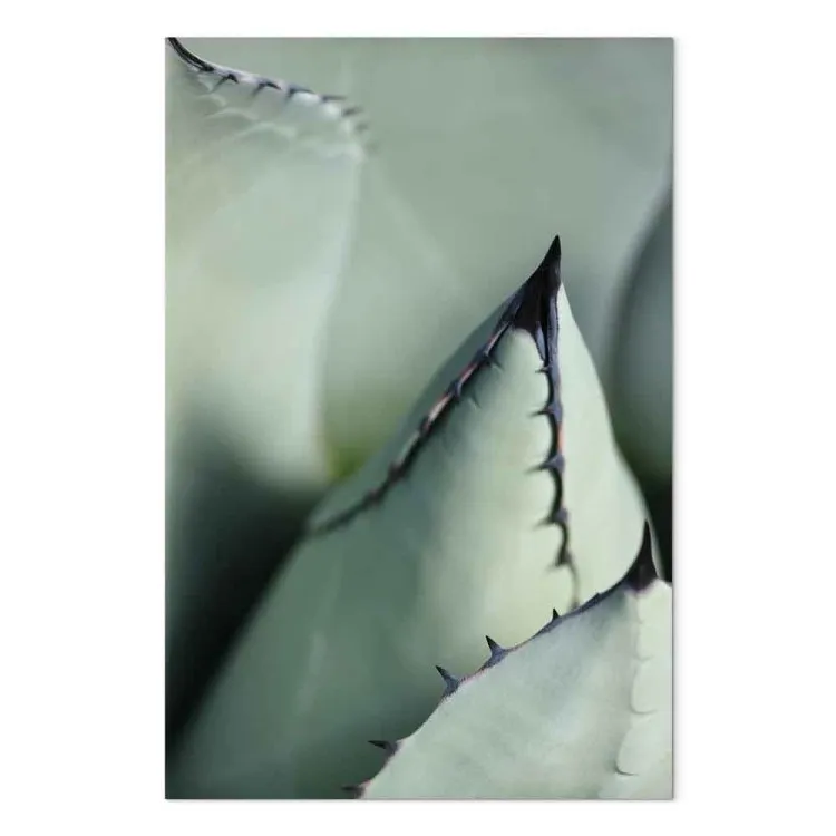 Succulente verde - pianta pungente vista da vicino 