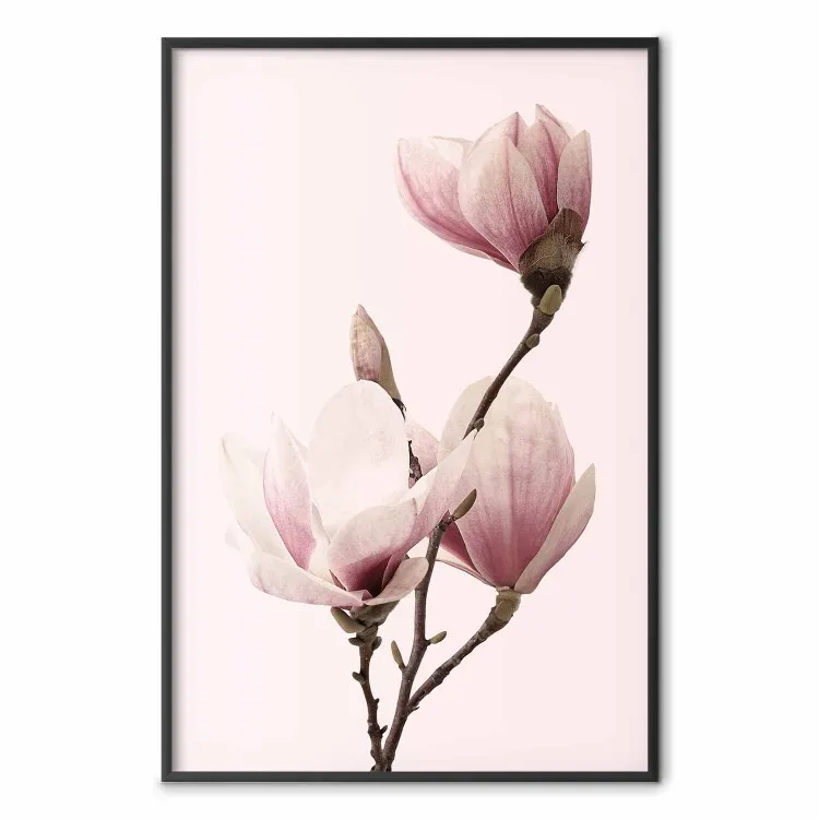 Fiori stagionali: magnolie rosa chiaro su sfondo pastello