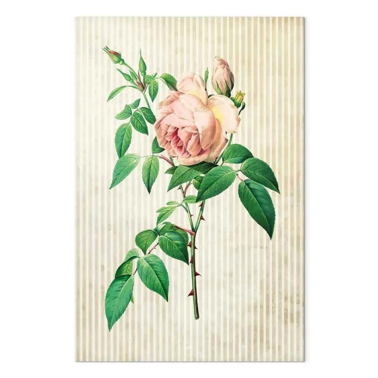 Rosa delicata - la natura pungente su uno sfondo a strisce
