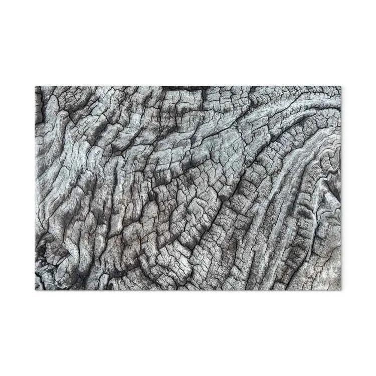 Corteccia dell'albero - struttura della natura in grigio monocromatico
