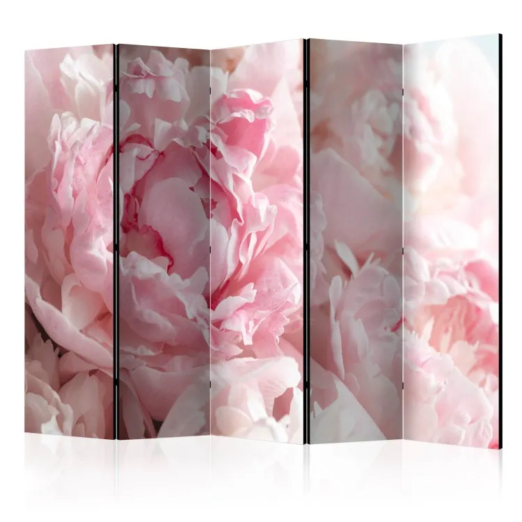 Peonie dolci II - petali rosa su sfondo di raggi solari