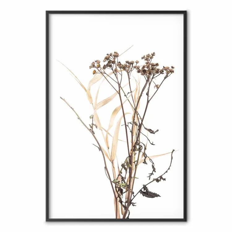 Camomilla - fiore autunnale su bianco