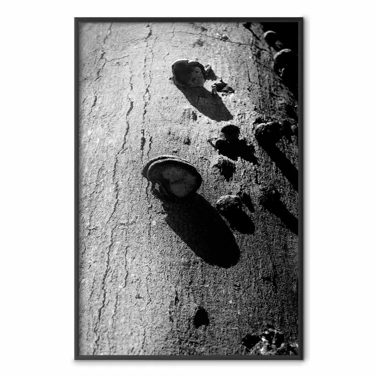 Frammento foresta - albero con fungo sulla corteccia