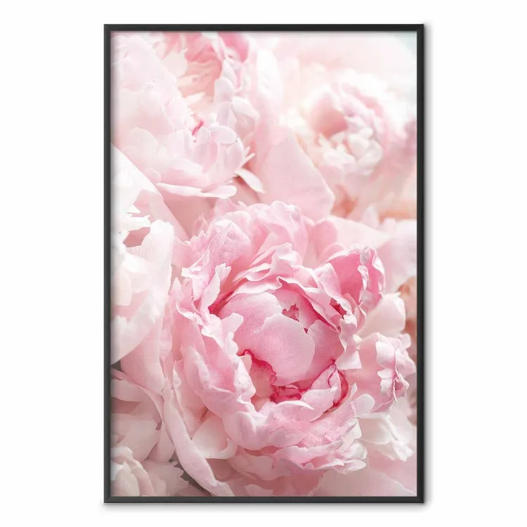 Nostalgia del mattino - pianta con fiore rosa in tonalità pastello