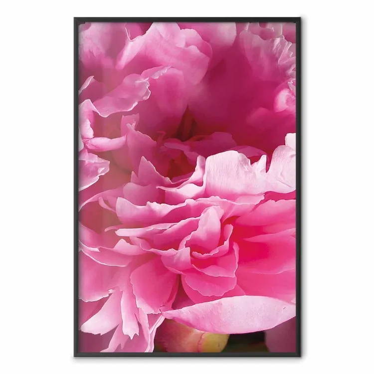Belle peonie - fiore con petali rosa sullo sfondo degli stessi fiori
