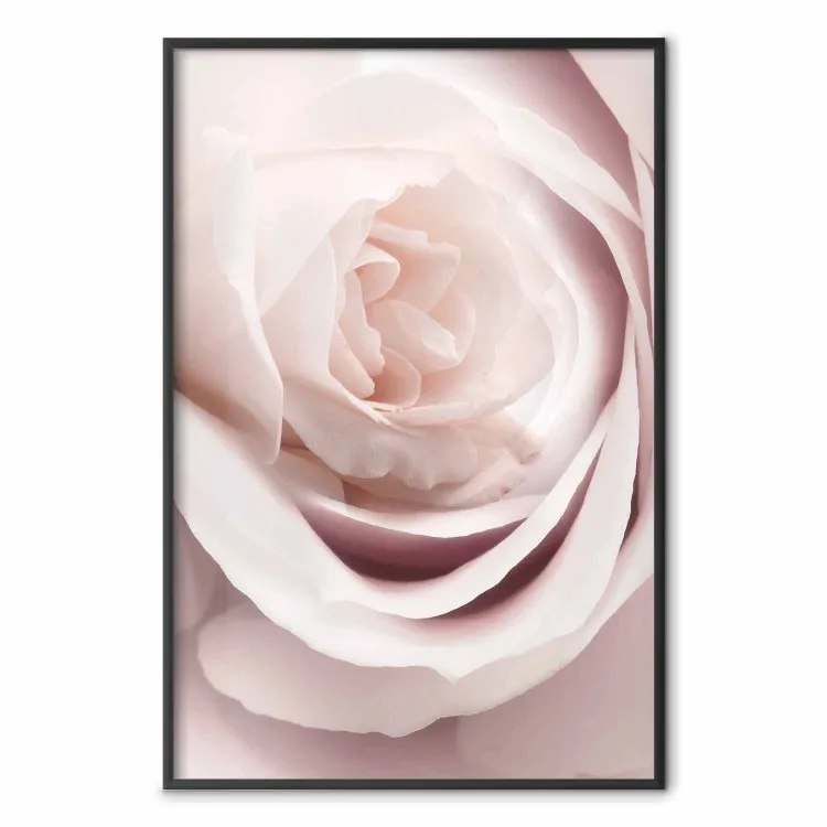 Rosa di porcellana - pianta rosa chiaro con bel fiore di rosa fresca