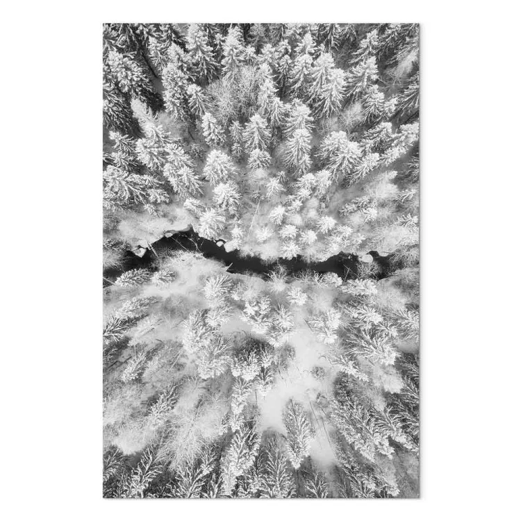 Foresta invernale vista dall'alto - foto in bianco e nero