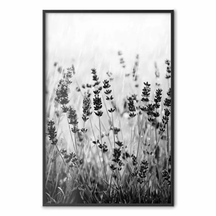 Lavanda sotto pioggia - prato di piante in bianco e nero