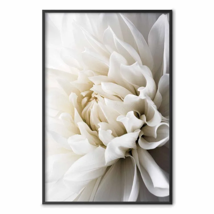 Dalia bianca - fiore bianco vellutato romantico