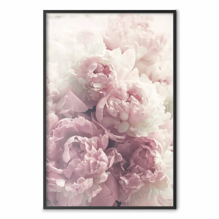 Peonie delicate - paesaggio di campagna con fiori bianchi e rosa