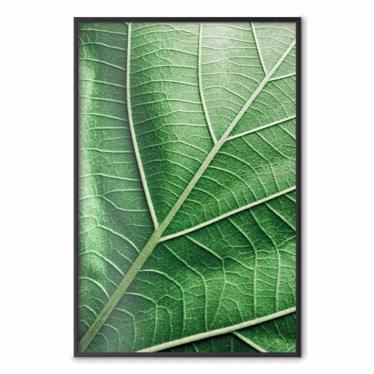 Foglia di malachite - foglia verde con dettagliata texture da vicino