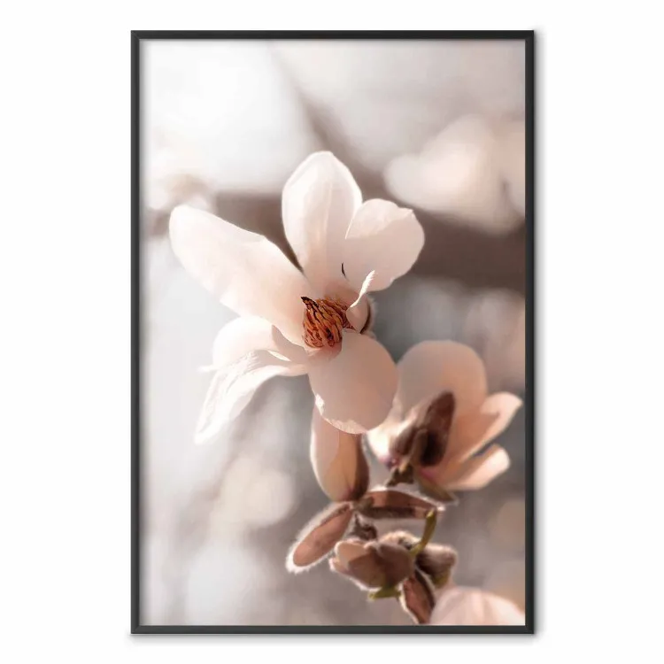 Luce primaverile - fiore rosa chiaro su sfondo primaverile