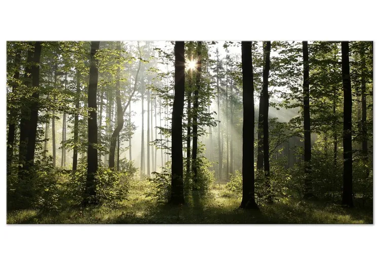 Foresta: Mattina meravigliosa II