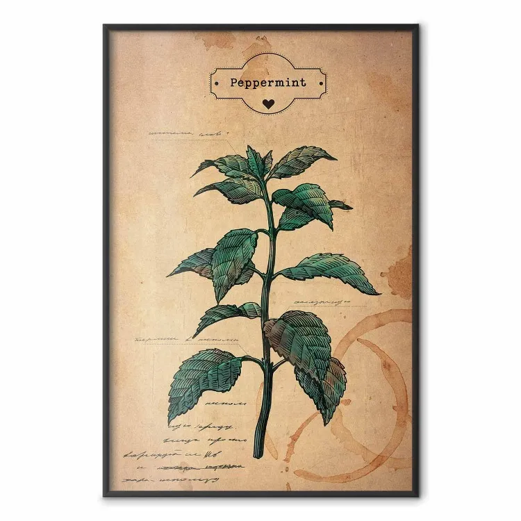 Fantasia alla menta - composizione con pianta verde su sfondo