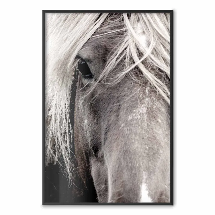 Spirito libero - ritratto di cavallo in bianco e nero