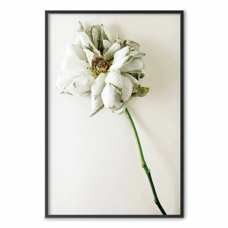Ricordo secco - pianta con fiore bianco su sfondo uniforme