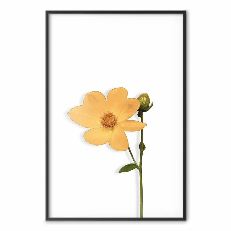 Fiore incantevole - pianta con fiore giallo su sfondo bianco uniforme