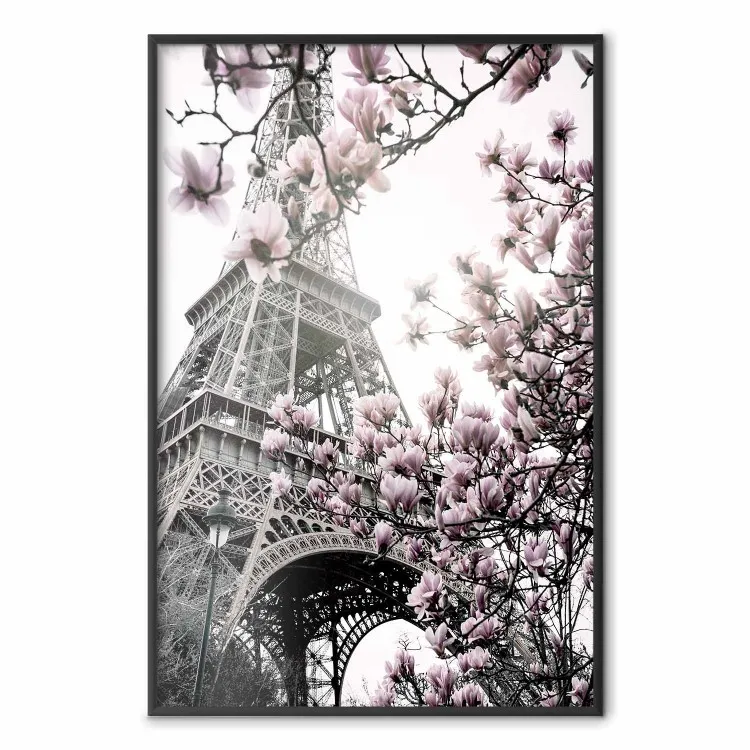 Magnolie al sole di Parigi - fiori rosa su sfondo della Torre Eiffel