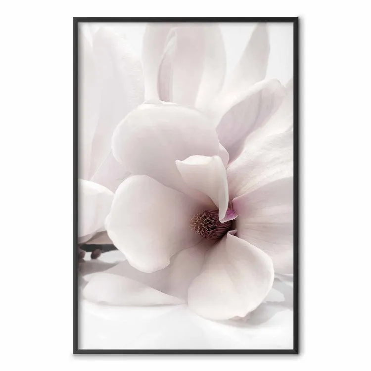 Fioritura luminosa - composizione di fiore bianco su sfondo chiaro