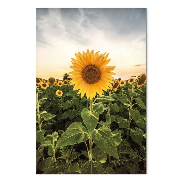 Campo di girasoli (1 pezzo) verticale - paesaggio prativo primaverile