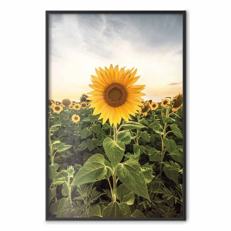 Campo di girasoli - prato di fiori gialli su sfondo di cielo