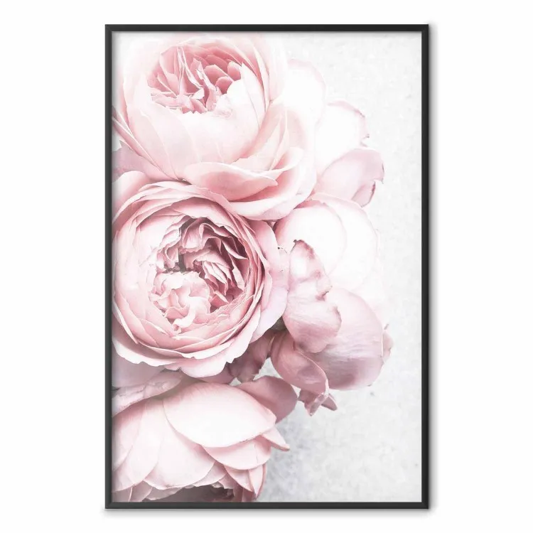 Fragranza rosa