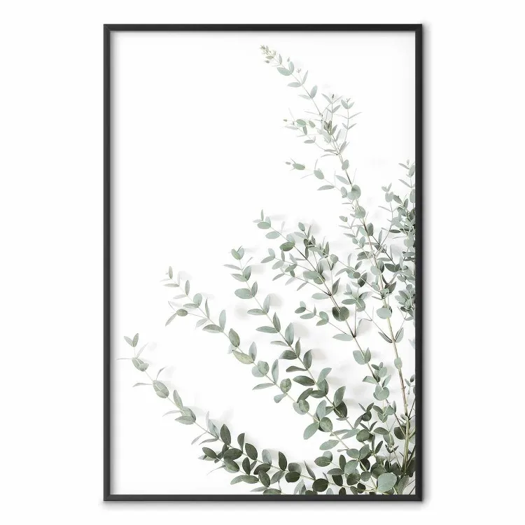 Eucalipto Parvifolia - composizione minimalista con pianta verde