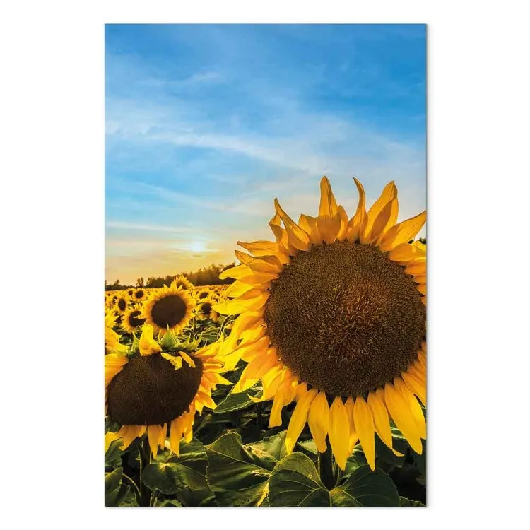 Fiori della pace (1 parte) - girasoli in un campo vasto