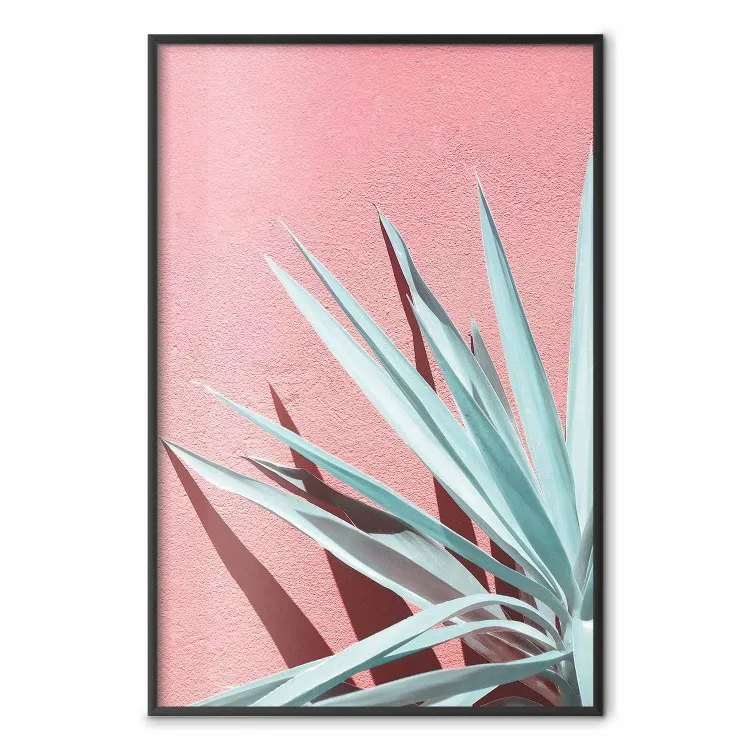 In pieno sole - foglie di celadon che fanno ombra su una parete rosa