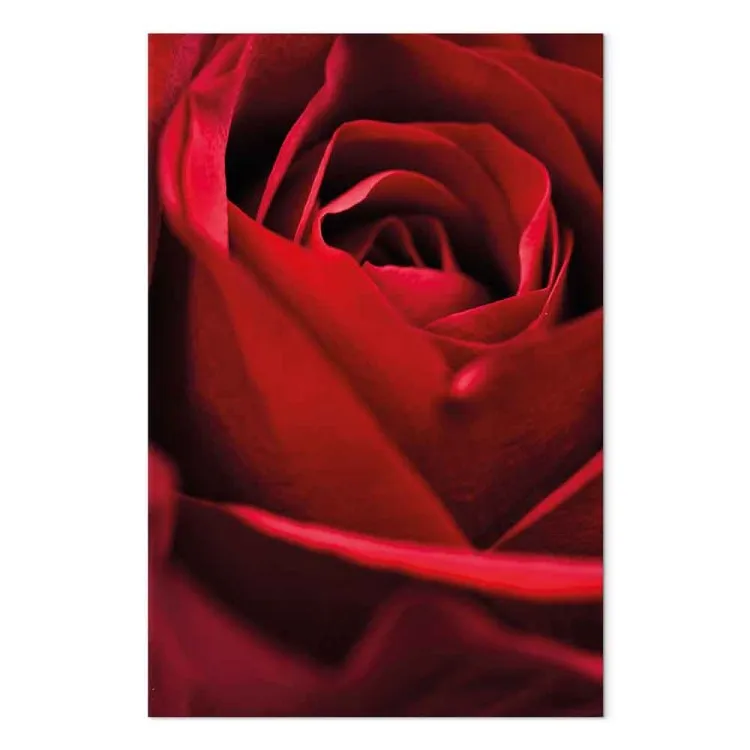 Fiore rosso (1 parte) - avvicinamento a delicati petali di rosa