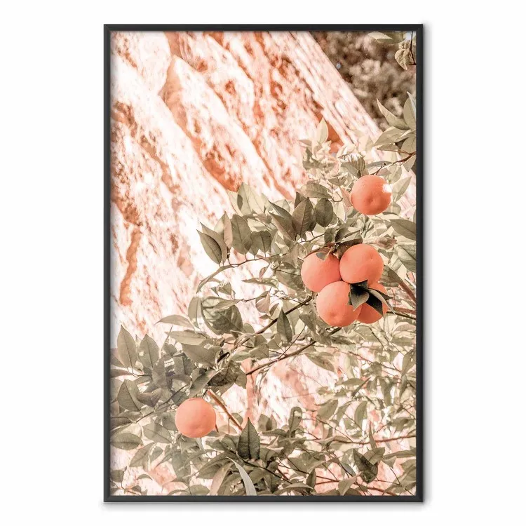 Giovani clementine - ramo di un albero di mandarino con frutto
