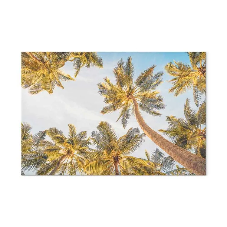 Cime di palme - alberi tropicali contro un cielo luminoso
