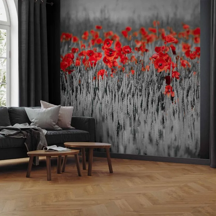 Papaveri sul grano in bianconero - astrazione di fiori rossi