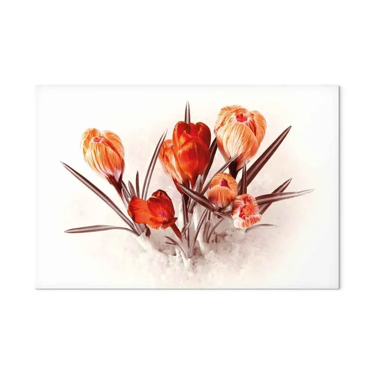 Crocus rossi (1 parte) - un bouquet romantico di fiori primaverili